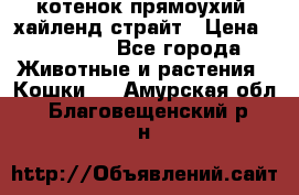 котенок прямоухий  хайленд страйт › Цена ­ 10 000 - Все города Животные и растения » Кошки   . Амурская обл.,Благовещенский р-н